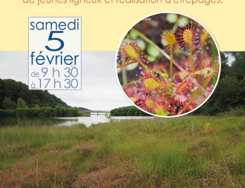 05/02/2022 – Chantier nature : Restauration de landes humides par coupe de jeunes ligneux et réalisation d’étrépages (64)