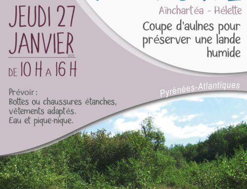 27/01/2022 – Chantier nature – Coupe d’aulnes pour préserver une lande humide (64)