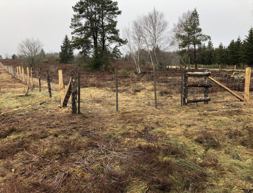 Travaux de restauration de landes sèches dans le cadre d’un contrat Natura 2000 (19)