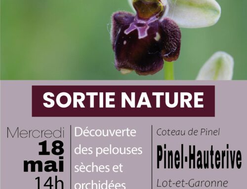 18/05/2022 – Découverte des pelouses sèches et orchidées – Coteau de Pinel (47)