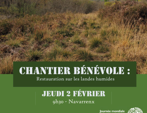 02/02/2023 Chantier bénévole sur le site Peyrautucq à Navarrenx (64)