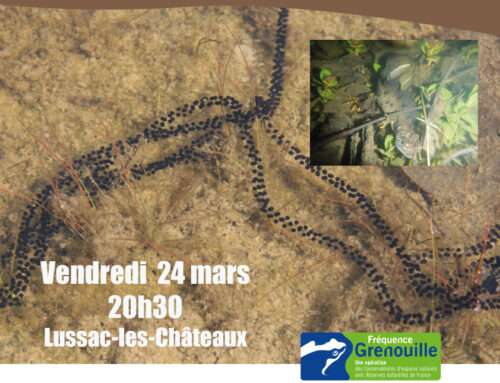 24/03/2023 A la découverte des tritons et grenouilles des Grandes Brandes à Lussac-les-Châteaux (86)