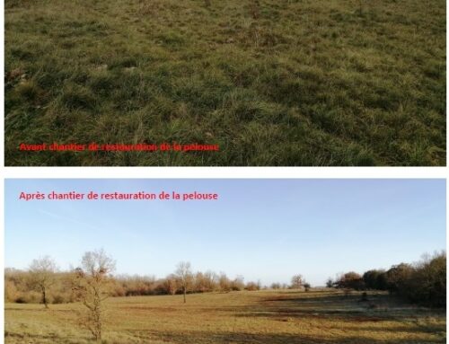 Restauration de pelouse – Vallée sèche de Bourdigal (79 et 86)