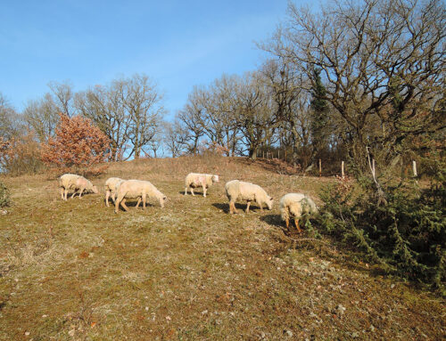 Travaux de restauration des pelouses calcaires sur le site “Coteau de Beau Peu” (Vienne – 86)