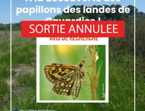 27/04/2024 A la découverte des papillons des landes de Gavardies ! (24)