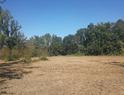 Restauration de prairies humides à Vouharte (16)