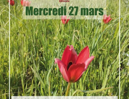 27/03/2024 Découverte des Tulipes d’Agen (33)