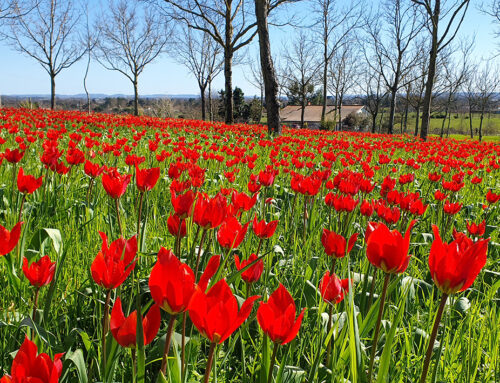Les sites à Tulipes sauvages : de formidables espaces pour sensibiliser tous les publics à la protection de l’environnement (47)