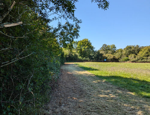 Entretien par élagage de haies bocagères sur le site “Prairies de Lezay” en Deux-Sèvres (79)