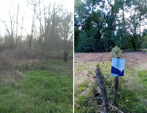 Site Natura 2000 de la Vallée du Né : un deuxième contrat Natura 2000 pour restaurer une cariçaie (16)