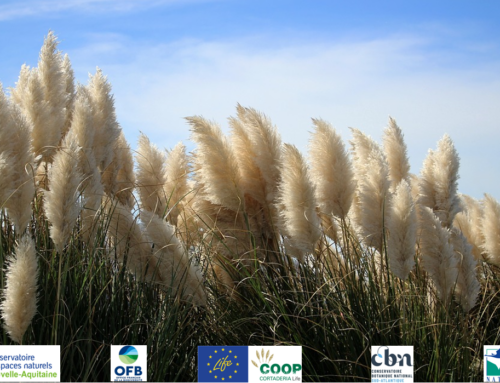 Quête de signalement de la présence de l’herbe de la pampa en Nouvelle-Aquitaine