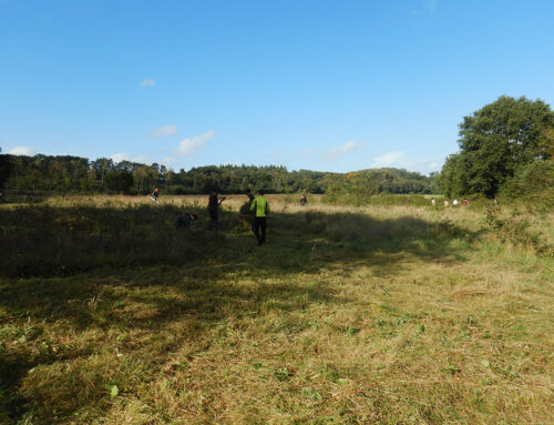 Deuxième année de restauration de prairie à Antigny (86)