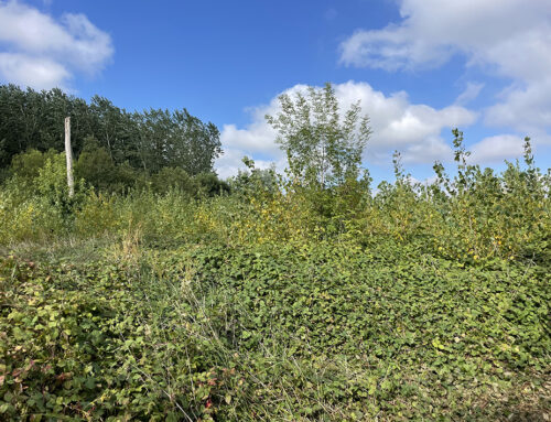 Travaux de restauration – Vallée de la Boutonne-Fontenille (79)