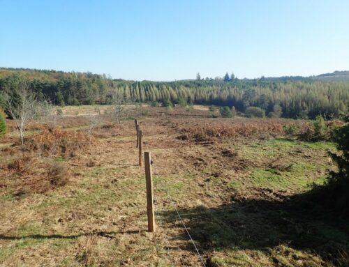 Travaux de renouvellement de clôture sur un parc de pâturage de la Réserve Naturelle Régionale de la haute vallée de la Vézère (19)