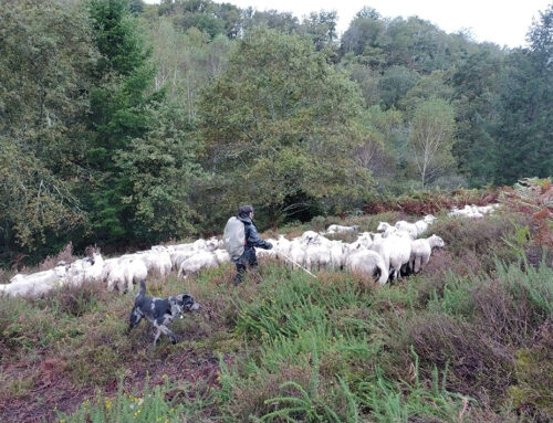 Des brebis, un chien et une bergère sur les landes de Châteauponsac (87)