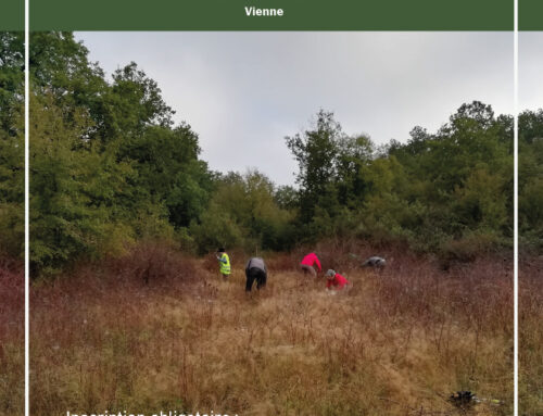 18/01/2025 Chantier Nature Chaumes de Thorus (86)