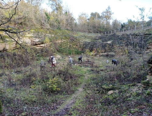 Débroussaillage et découverte des Faluns d’Amberre  (86)