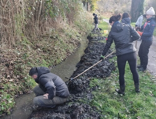 Un coup de pouce pour le Sonneur à ventre jaune sur la carrière de Rancon ! (87)