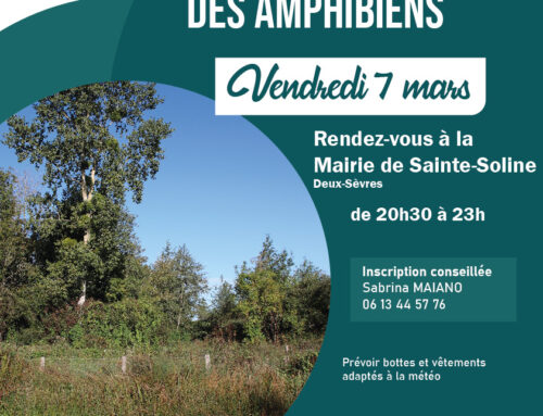 07/03/2025 A la découverte des amphibiens (79)