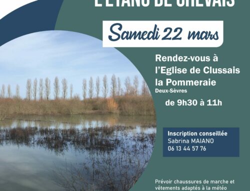 22/03/2025 Les oiseaux de l’étang de Chevais (79)