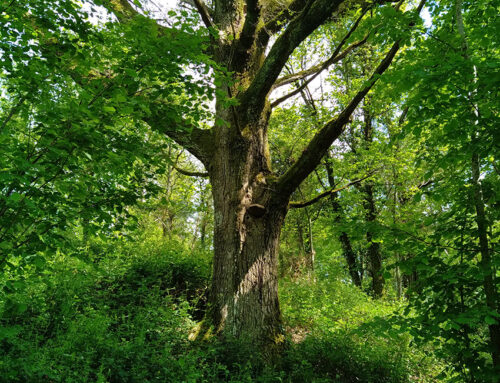 Un nouveau site de la Fondation « Espaces naturels de France »  en Haute-Vienne