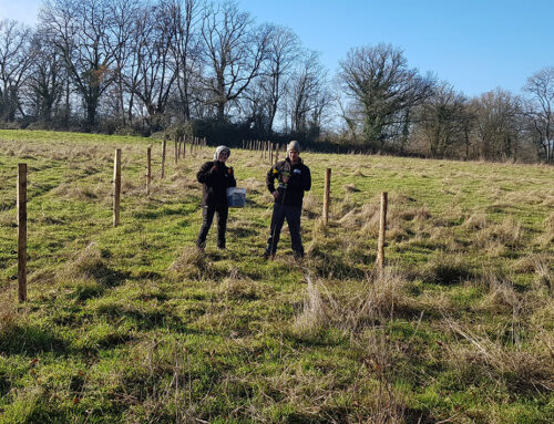 Encore plus de bocage sur la ferme de Maisons Vielles (87) : création d’un exclos pour une installation de haie spontanée.