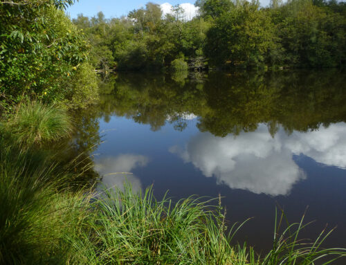 Un premier plan de gestion pour le Grand étang de Saint Estèphe (24)