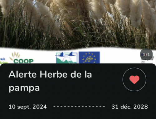 Premier bilan de participation à la quête ALERTE HERBE DE LA PAMPA – 2024