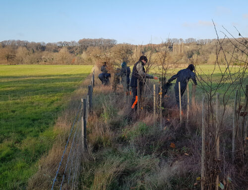 Des lycéens pour prendre soin des haies sur le site du bocage de Breux (86)