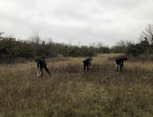 Un chantier nature aux Chaumes de Thorus : une journée conviviale au service de la biodiversité (86)