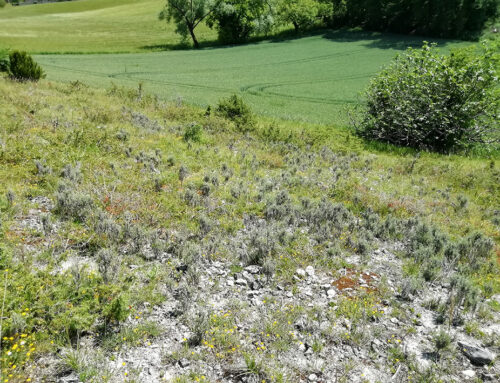 Acquisition de pelouses calcaires sur la commune de Saint-Laurent-les-Combes (16)