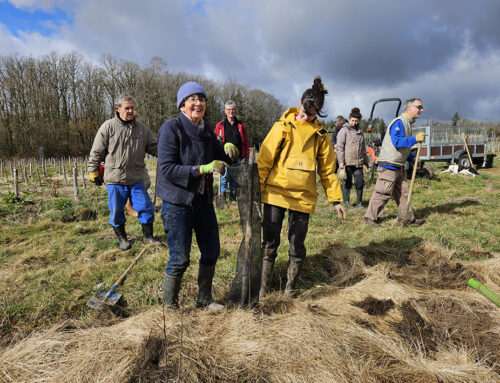 Plantation de haies sur le site des Zones humides du domaine de Pressac à Feytiat (87) avec la LPO