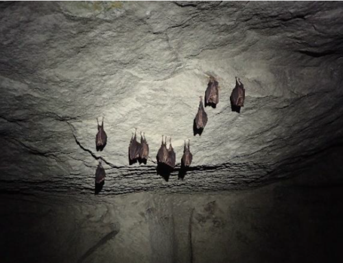 Comptages Chauve-souris en Vienne