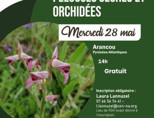 28/05/2025 A la découverte des pelouses sèches et orchidées présente sur le site de la carrière d’Arancou (64)