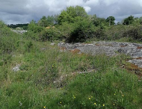 Un projet de restauration de pelouses sèches retenu pour concourir au Quarry Life Award (64)