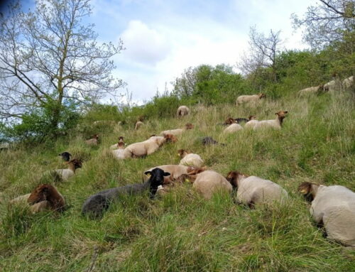 Une nouvelle éleveuse sur les coteaux d’Availles-Thouarsais (79)
