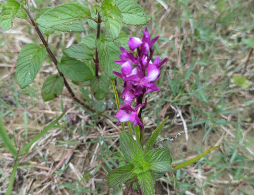 A la recherche des orchidées sur la Réserve Naturelle Régionale des carrières de Tercis-les-Bains