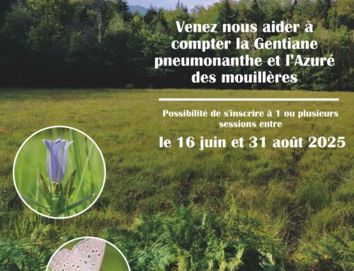 Participation à un suivi scientifique : Gentiane pneumonanthe et Azuré des mouillères (64)
