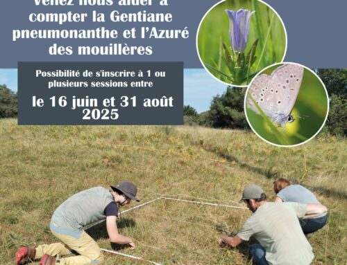 Participation à un suivi scientifique : Gentiane pneumonanthe et Azuré des mouillères (64)