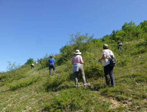 Des naturalistes en herbe dans les pelouses de Borrèze (24)