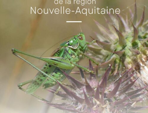 Découvrez l’Atlas préliminaire des Orthoptères de Nouvelle-Aquitaine : Un état des lieux inédit de notre biodiversité !