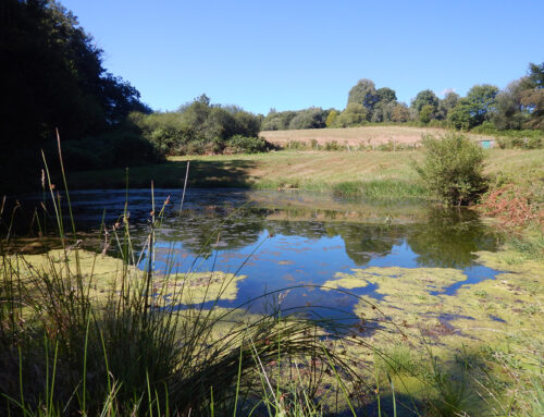 Nouvelle acquisition foncière à Eymoutiers (87) de 114,50 ha : les Sources de la Combade au Suquet de la Grolle