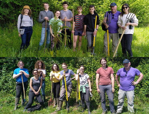 Arrachage de Galega officinalis : place aux jeunes ! (64)