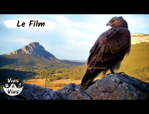 Une soirée projection – Thème “pièges-photos” (64)