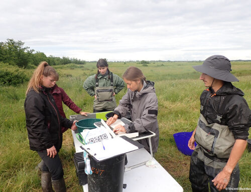 Suivis scientifiques sur les Marais de Brouage (17)