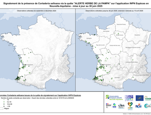 « Alerte herbe de la pampa » – Bonne dynamique pour la quête de signalement !