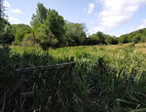 Acquisition de prairies humides sur les communes de Saint-Loup-Lamairé et du Chillou (79)