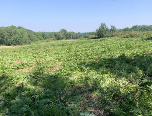 Entretien de 3 ha de landes par brise-fougère aux Brandes de Soyaux (16)