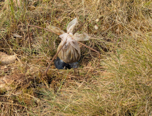 Une semaine de prospections pour inventorier les coléoptères coprophages sur les sites corréziens du CEN Nouvelle-Aquitaine.