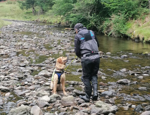 Un desman qui a du chien